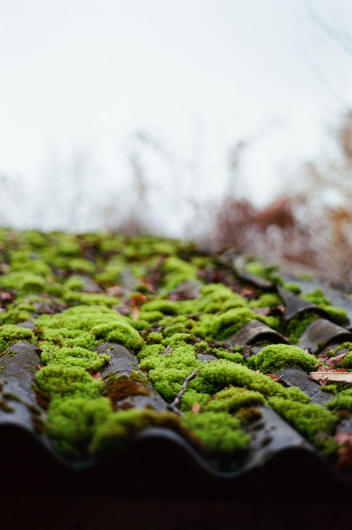 Moss removal and roof cleaning